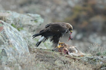 joven aguila real en la montaña