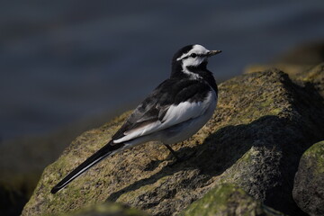 Motacilla alba