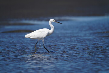 Egretta garzetta