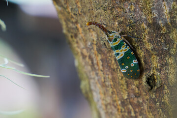 Lantern bug. Pyrops candelaria. Cicadidae Pyrops ducalis. The family Fulgoridae is a large group of hemipteran insects.
