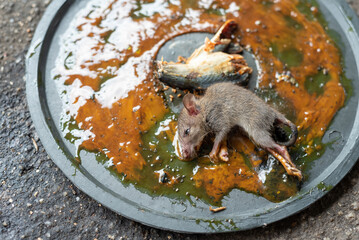 Trapped rats, rats and dirt on sticky glue , source of germs.