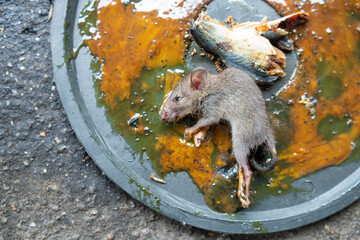 Trapped rats, rats and dirt on sticky glue , source of germs.