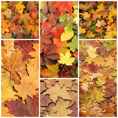 Colorful background of fallen autumn foliage. Seasonal background of colorful leaves. Collage collection.