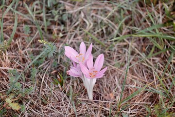 flowe