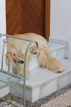 funny long-haired dog guardian