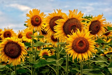 field of sunflowers