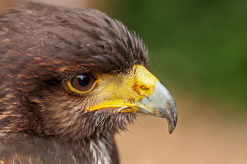 Woestijnbuizerd