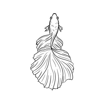 recommend clip art: Line art illustration of a siamese fighting fish also known as betta fish
