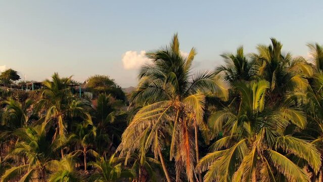 Palm Trees On The Tropical Beach Of Maruata In Michoacan, Mexico - aerial pullback