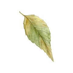 Autumn leaf element. Autumn watercolor leaf isolated on white background. Decorative element.