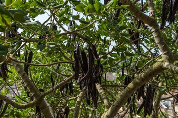 Fototapeta premium Close-up of carobs on a carob tree