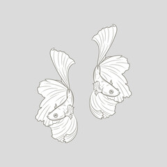 Fish vector illustration, drawing of a betta fish