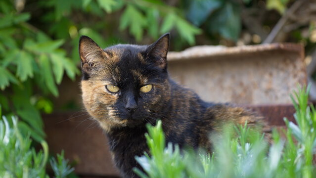 Katze