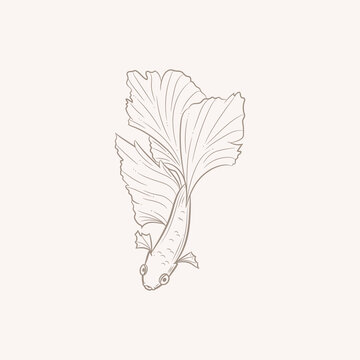 recommend clip art: Elegant line art drawing of a betta fish, siamese fighting fish vector