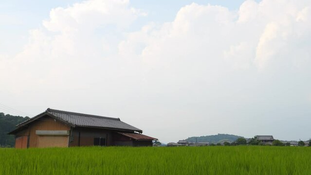 Japan, rural countryside in mid-summer, with large amounts of green growing rice plants in the vicinity.