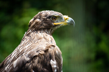 portrait of a eagle