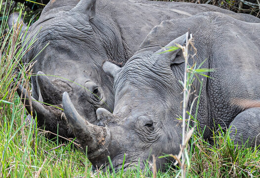 Nashorn1