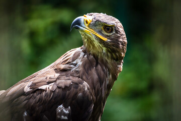 portrait of an eagle