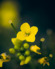 Makro Blumen Foto