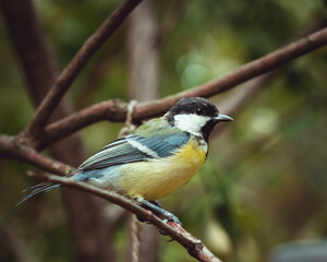 Fototapeta premium Kohlmeise in Wien
