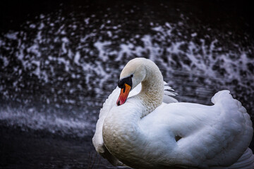 mute swan cygnus olor