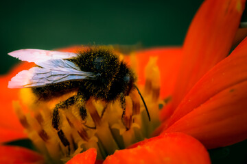 Biene in Blume © Patrik