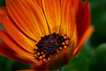 orange flower macro