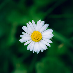 Obraz premium Gänseblümchen Marko