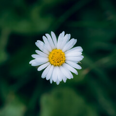 Obraz premium Gänseblümchen Marko