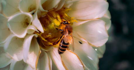 Biene in Blume © Patrik