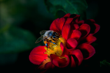 Biene in Blume