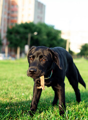 Labrador dog. A black dog stands with a stick in its mouth on a background of green blurred grass. A beautiful dog. The photo is blurred