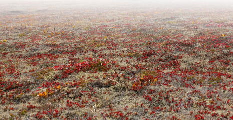 reindeer moss on the volcano in autumn on Kamchatka Peninsula