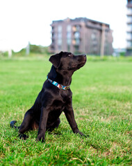 Labrador dog. A black dog sits on a background of green blurred grass. A beautiful dog. The photo is blurred