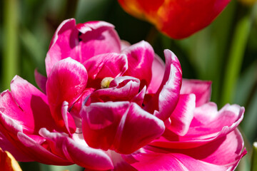 pink tulip closeup