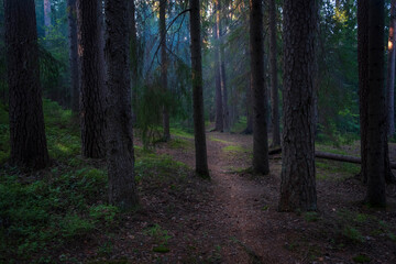 winding path in the dark foggy northern forest