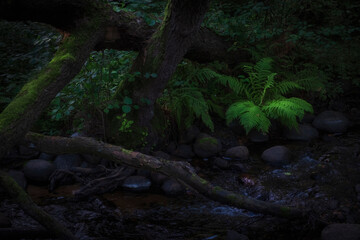Stream in a dark forest or jungle with ferns, lianas and trees in moss