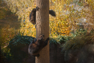 Two wolverines struggling in a tree. The wolverine (Gulo gulo), also referred to as the glutton,...
