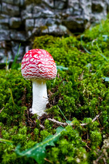 Red and white toxic, poisonous and damgerous amanita muscaria fly agaric mushroom on the ground of a green autumn forest amidst moss