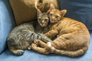Orange and grey tabby kitten brothers cuddling together.