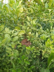 Fototapeta premium Plant and nest 