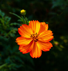 Garden Cosmos (Cosmos sulphureus) growing and flowering in a garden