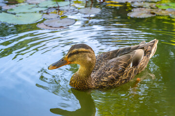 Female Mallard duck (Anas platyrhynchos) in a small pond with american lotus leaf.