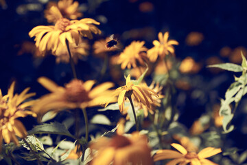 Trzmiel w locie © Mateusz