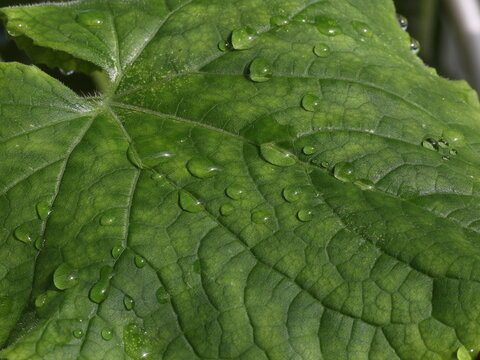 Wassertropfen auf grünem Gurkenblatt