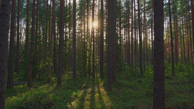 4k, sun rays through the branches of a beautiful European pine forest