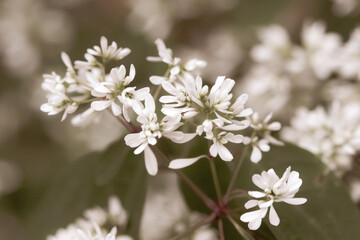 Beautiful blooming white little bunch flowers romantic wedding wallpaper macro