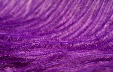 Obraz premium Multicolored bright colorful bird feathers close-up as a background. Holiday carnival. Set of colored different feathers.