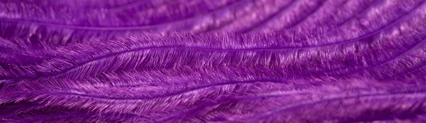 Multicolored bright colorful bird feathers close-up as a background. Holiday carnival. Set of colored different feathers.