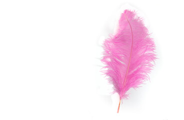 Multicolored bright colorful bird feathers isolated on white background. Holiday carnival. Set of colored different feathers.